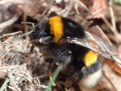 Bombus sp.